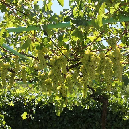 بيت ضيافة Pansion Pero Elez Međugorje